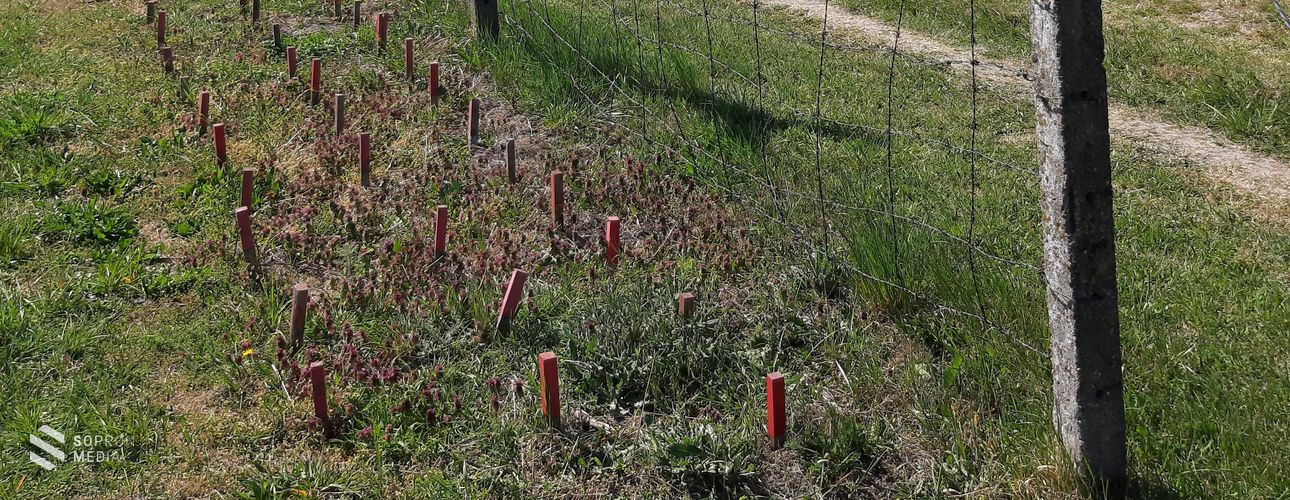 Kalandozás a hegykői „Nádak útján” tanösvényen és a Vasfüggöny Emlékhelyen