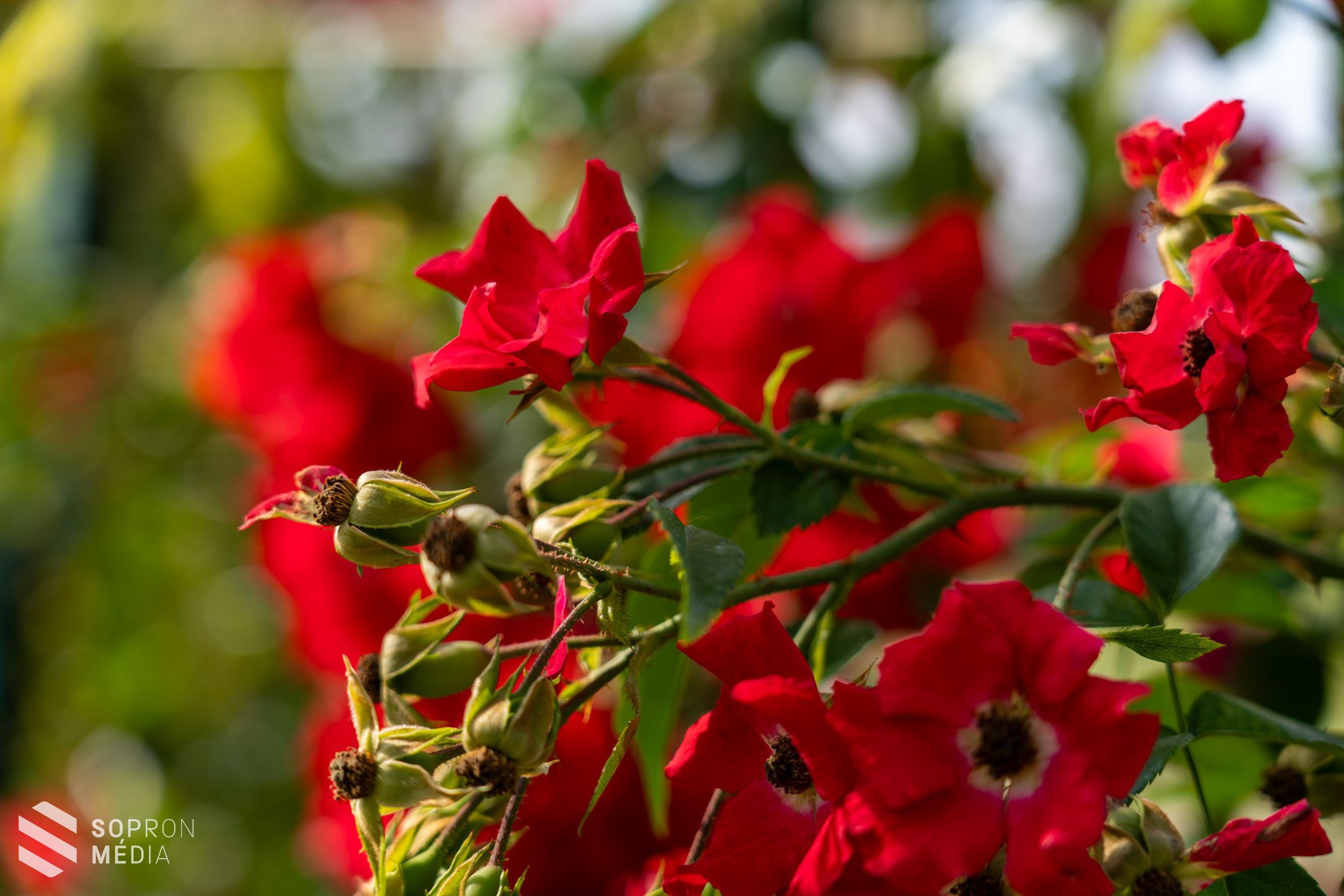 IV. Mőcsényi Mihály Kertművészeti és Kerttörténeti Konferencia