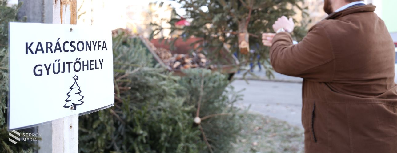 Sopronban is gyűjtik a kidobott karácsonyfákat