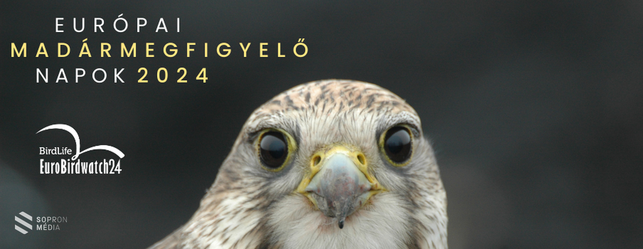 Európai Madármegfigyelő Napok - 2024-ben is!