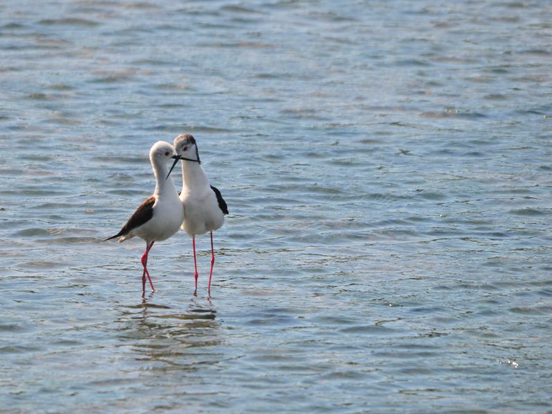 A Fertő-tó különlegességének számító gólyatöcs lett a 2019-es év madara!
