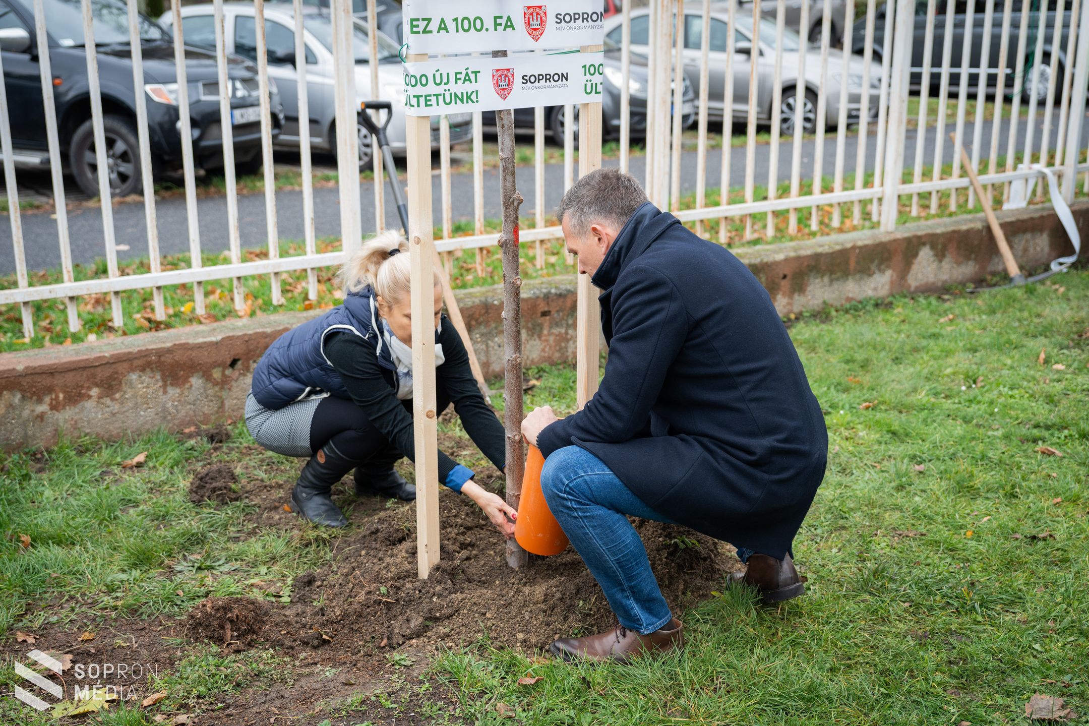 Elültették a 100. új fát Sopronban