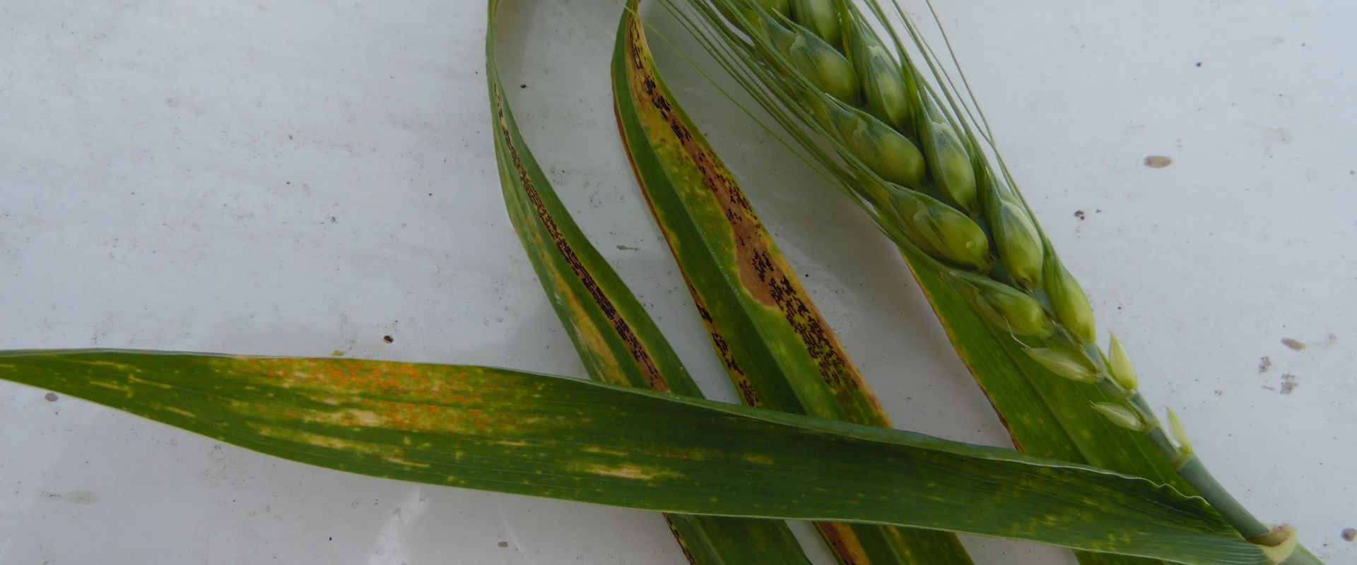 Agrofil-SZMI Kft.
