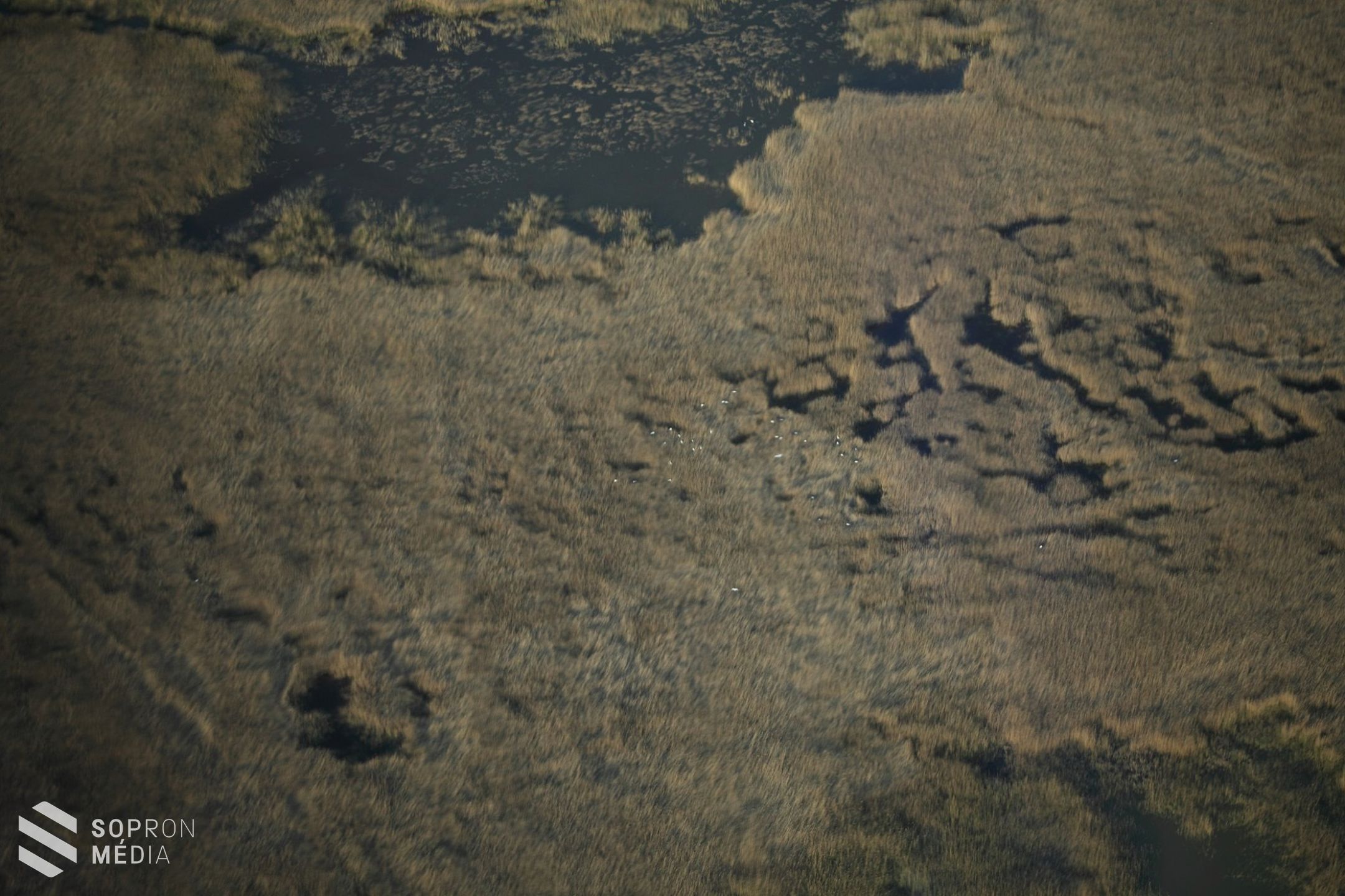 A levegőből keresgélik a kócsagtelepeket a Fertőn