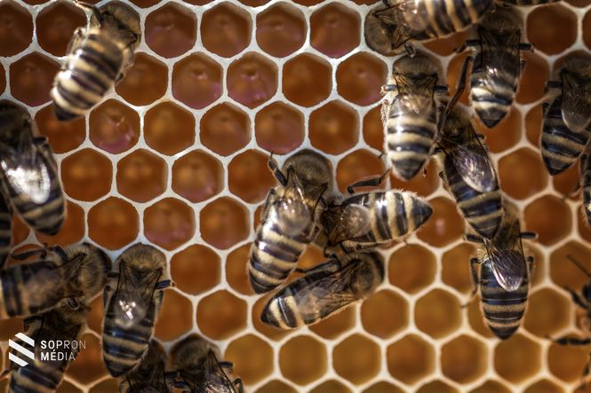 A méheknek tél végén és tavasz elején kell felkészülniük a tavaszi robbanásra