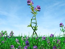 DLF lucerna – Kérdések és válaszok