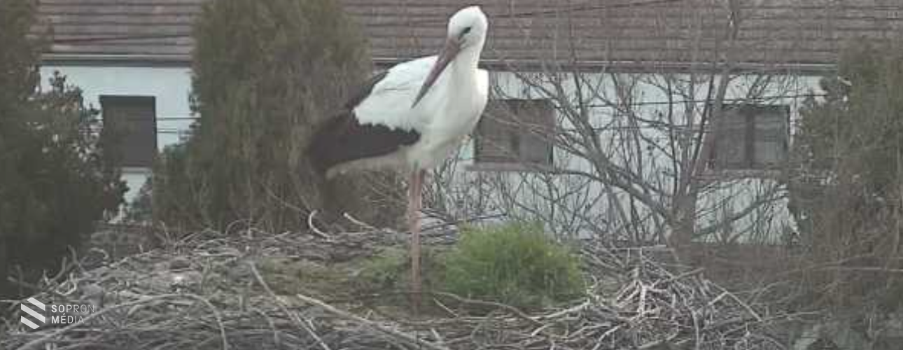 Fertőhomokra is megérkezett az első gólya