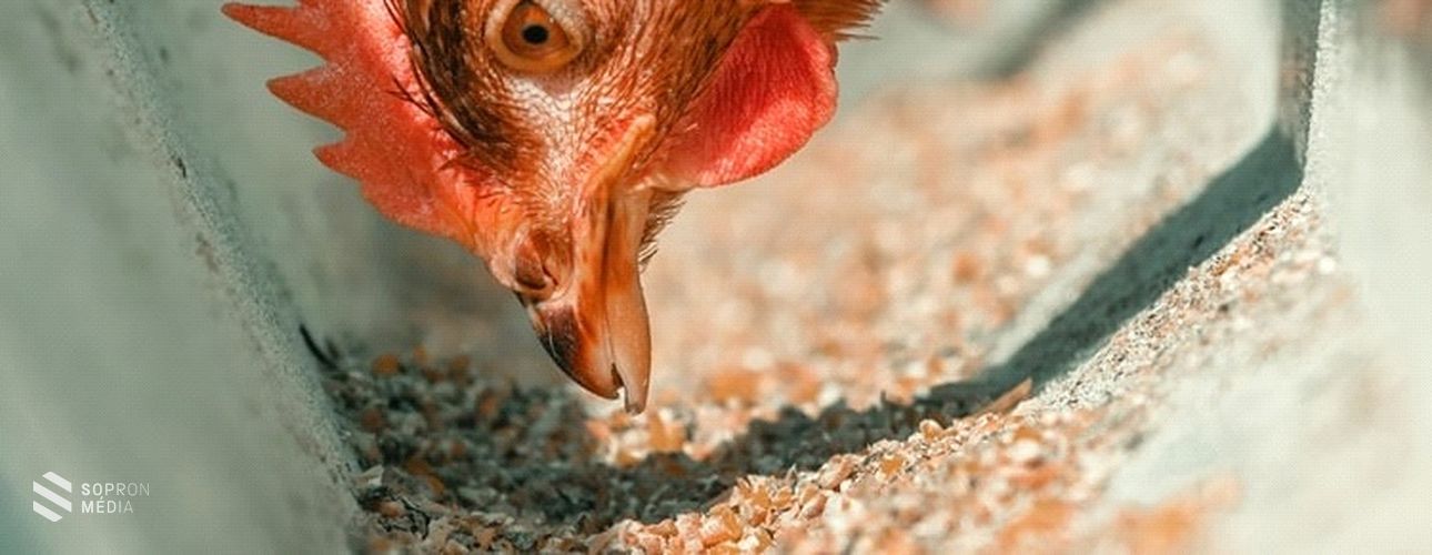 A természetes takarmányozás az egészséges élelmiszer alapja
