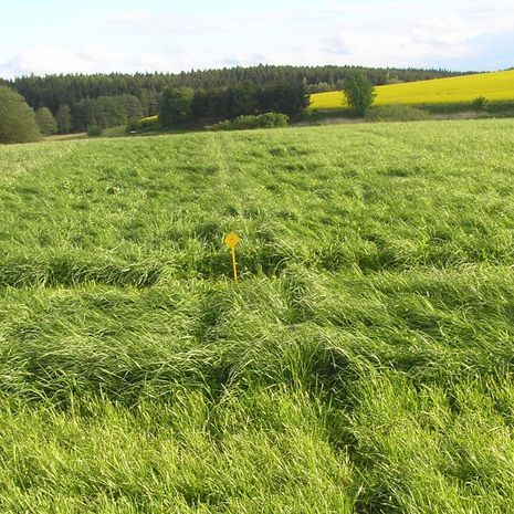 VITALSEED LEGELŐ 1. fűkeverék vetőmag /COVERMAX/
