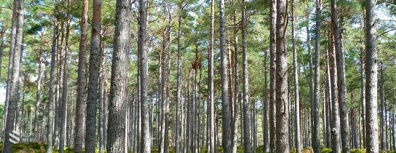 Megduplázott keretösszeggel folytatódik a Településfásítási Program