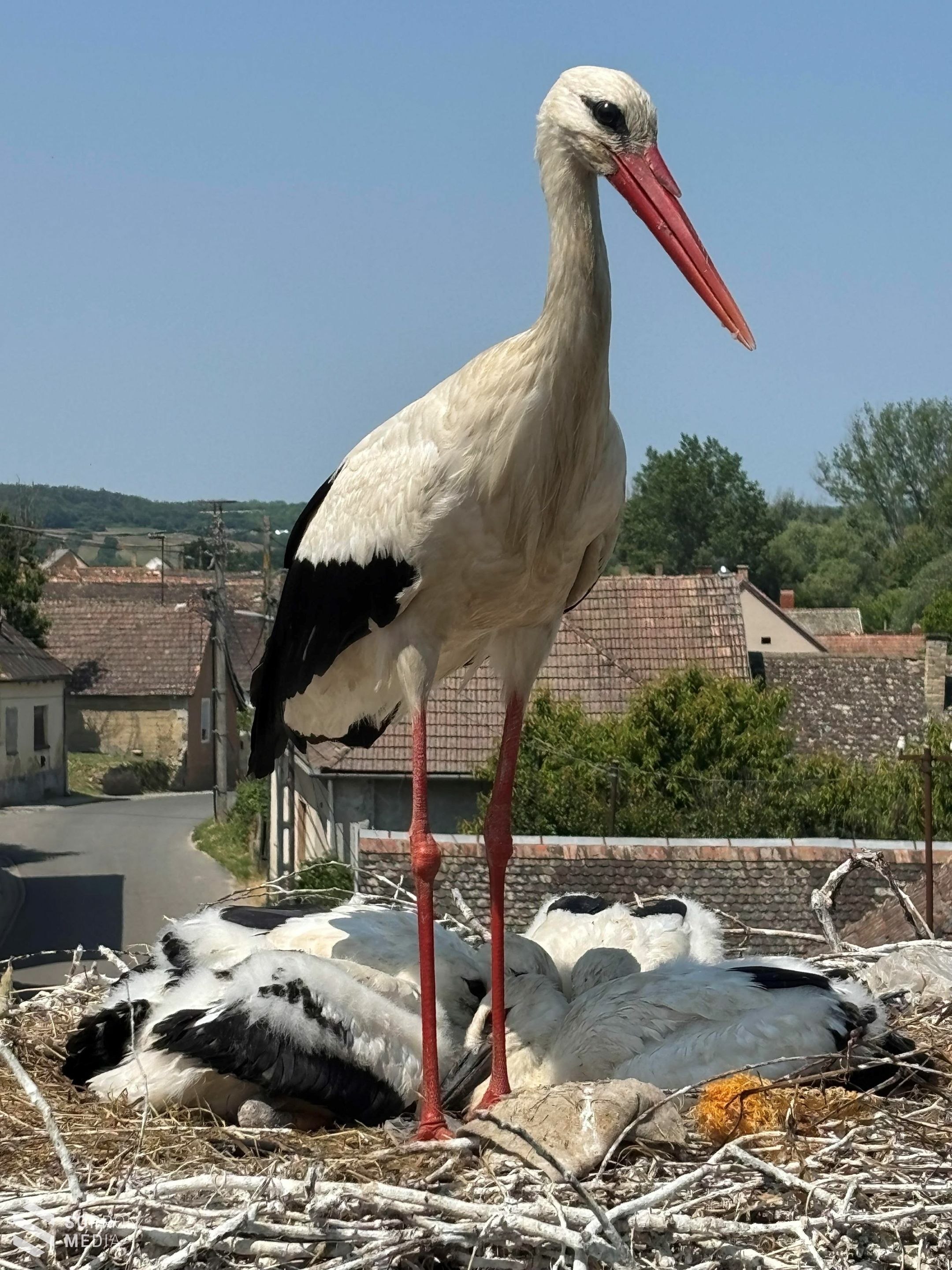 199 településen 297 fészeknél 915 gólyafióka gyűrűzésében segített az E.ON