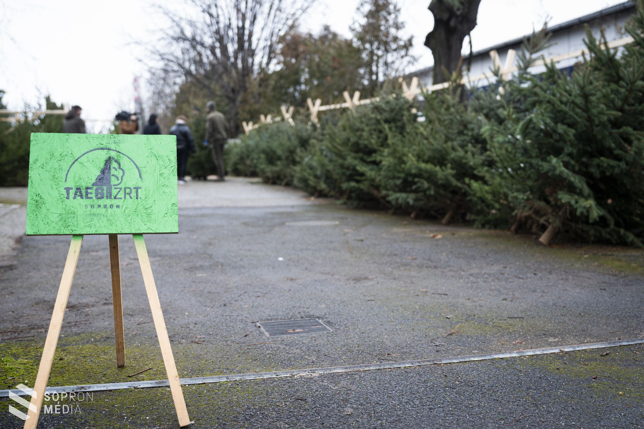 A Nordmann-fenyő továbbra is sláger a karácsonyfák között
