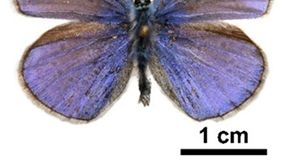 Lepkeszárnyakkal küzdenek a szennyező anyagok ellen a magyar kutatók