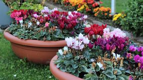 Versenyre fel! - Kié lesz a legszebb kert és erkély? 