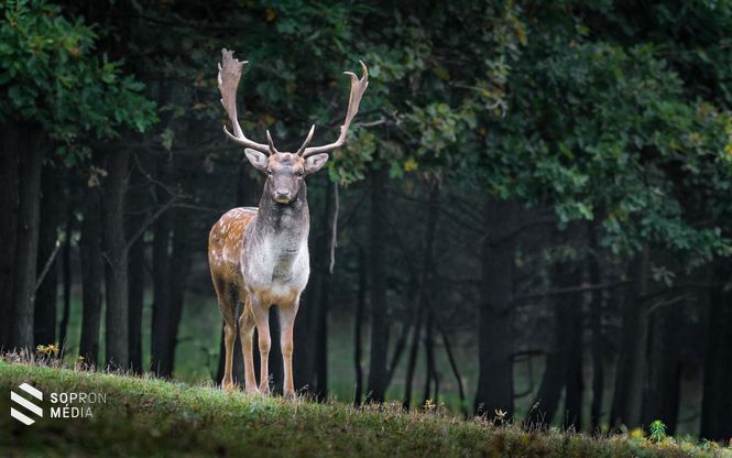 A hazai dámvad állományról világszerte legendákat zengenek