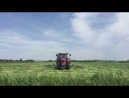 Becva festulolium - Szarvasi Agrár Zrt. 2020. május 11.