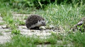 Vigyázzunk a sünökre!