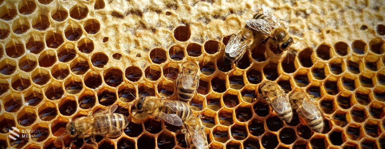 A tavasz végi időjárás megnehezítette a méhek dolgát
