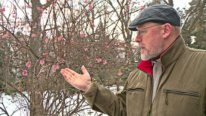 Lakatos Ferenc, a Soproni Egyetem egyetemi tanára olyan növényt mutat, amely a zord időjárás ellenére is virágzik