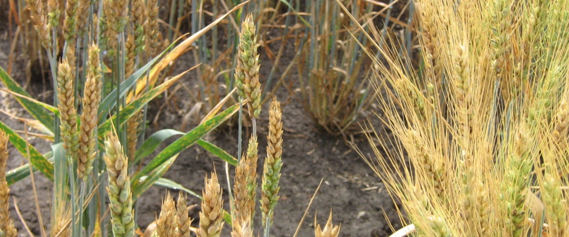 Agrofil-SZMI Kft.