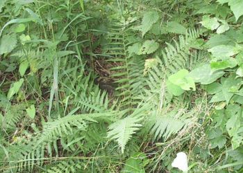 Tiszadorogmai Göbe-erdő