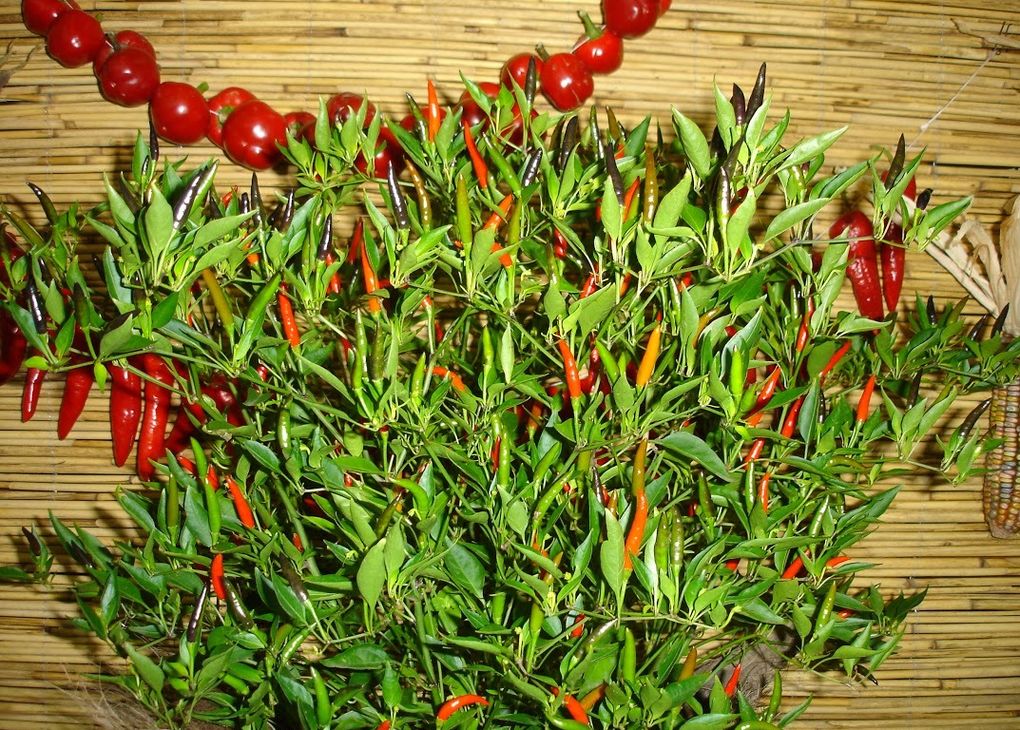 A chilipaprikákról