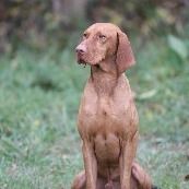 EUJW'15 BOB, Crufts'17 BOB, VWW'24, Multi-CH C.I.E. C.I.B. Especial of Skyrocket