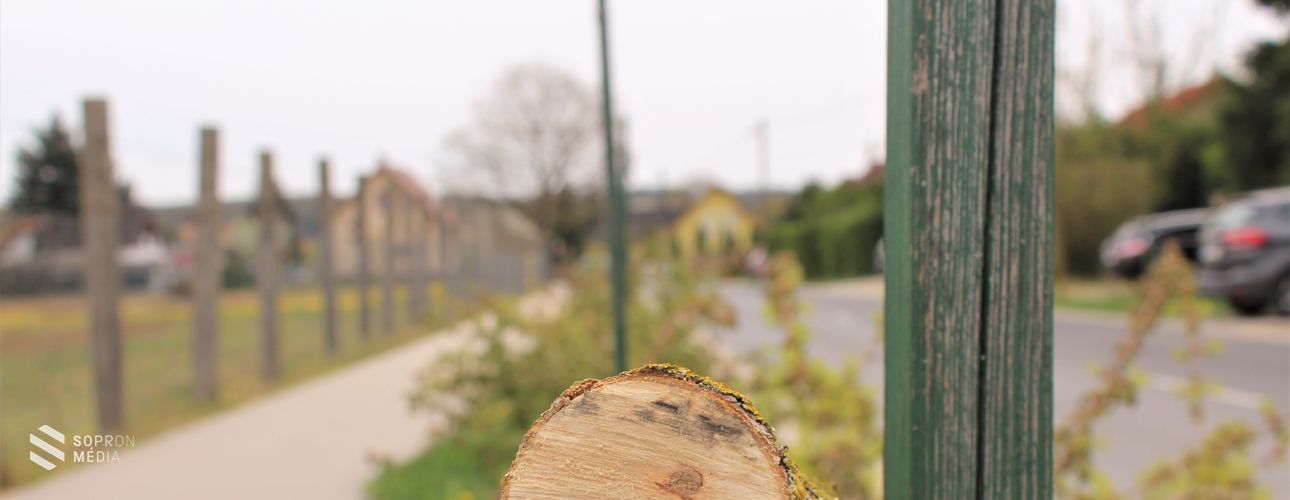 Összesen 51 fát pusztítottak ki a tómalmi városrészben / Nyomravezetői díjat ajánlottak fel! 