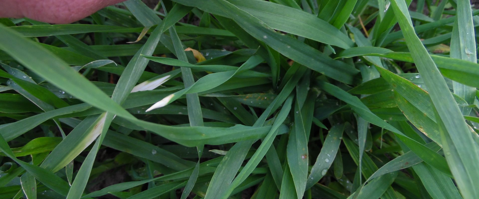 Agrofil-SZMI Kft.