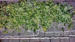 Tankolásnál bukott le mintegy 14 kilogramm kannabisszal