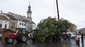 Helyére került Sopron idei karácsonyfája