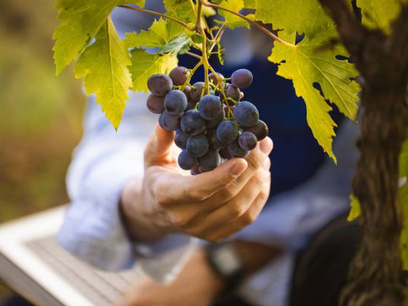 Miért szeretjük a szőlőt?