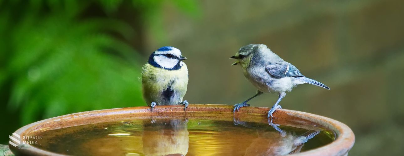 Itatással segíthetjük a településeken vadon élő állatokat a kánikulában