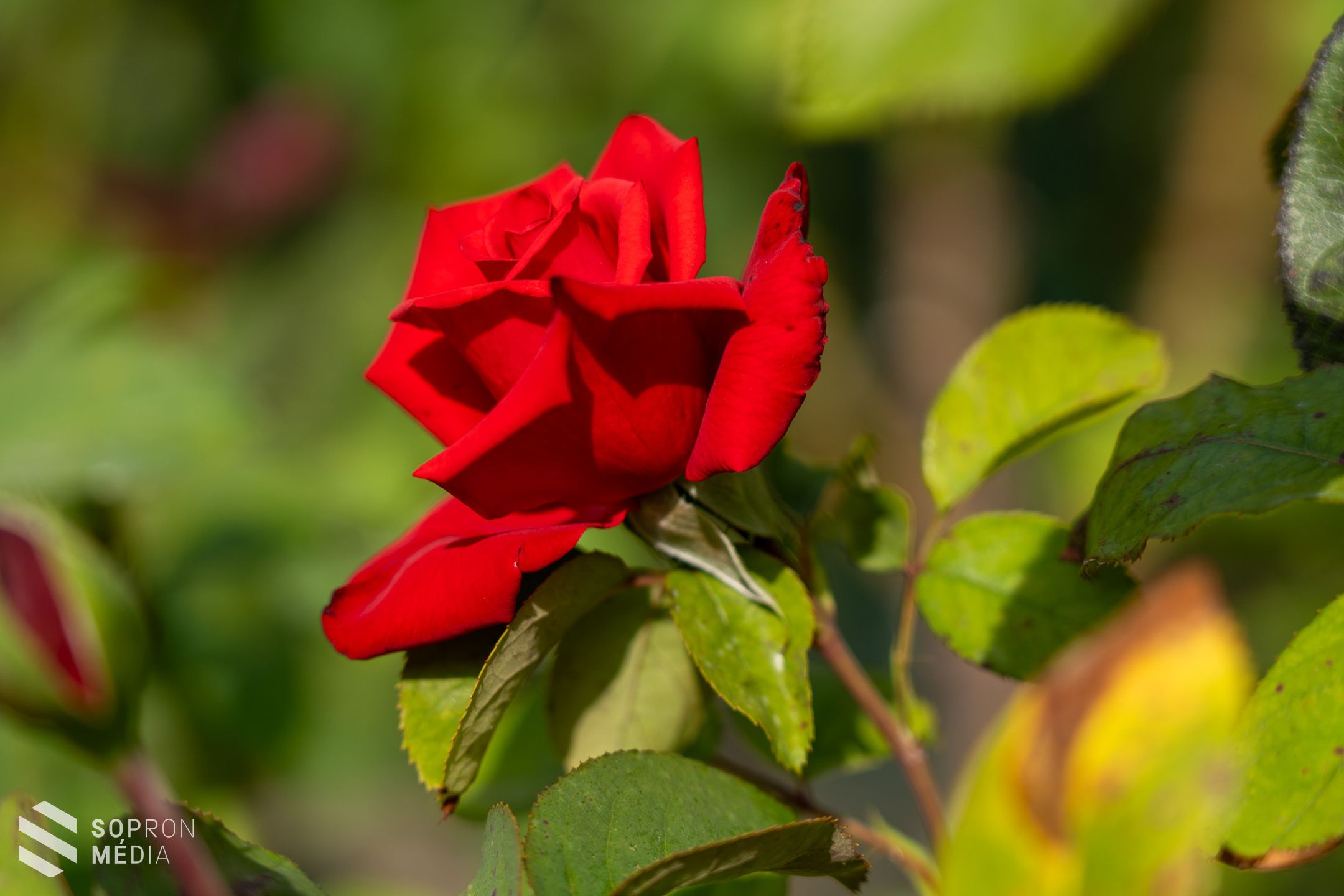 IV. Mőcsényi Mihály Kertművészeti és Kerttörténeti Konferencia