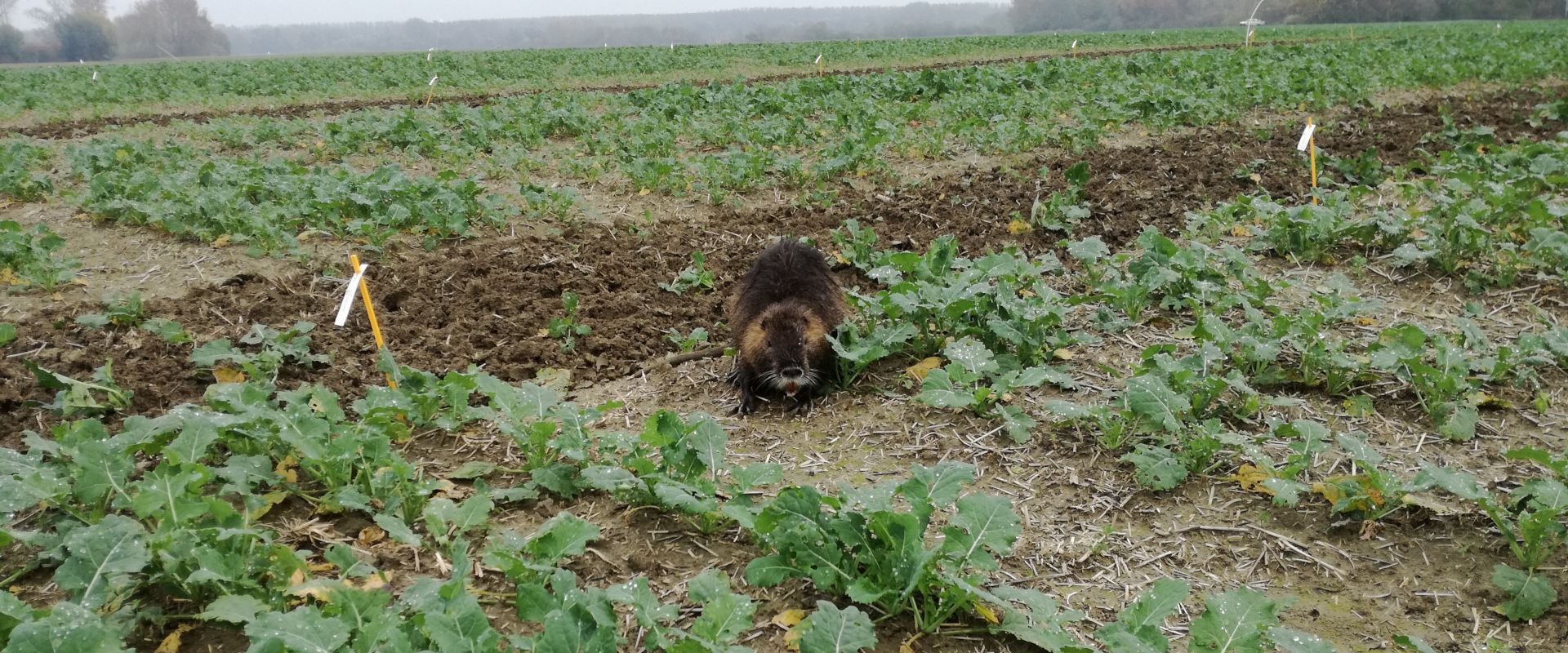 Agrofil-SZMI Kft.