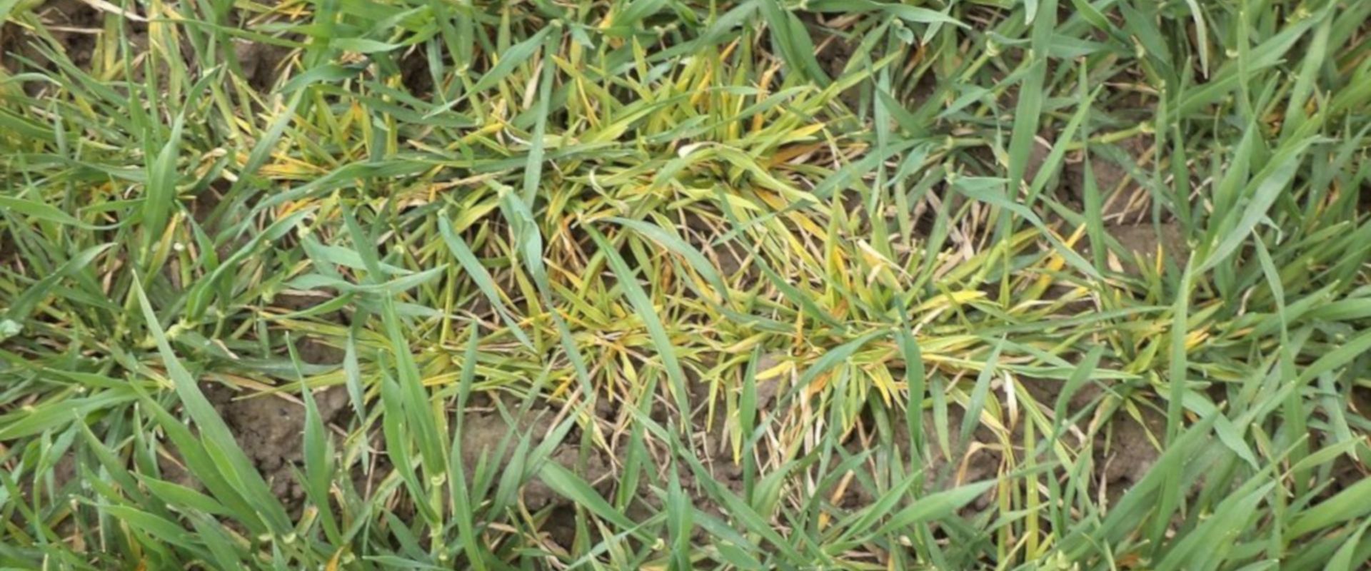 Agrofil-SZMI Kft.