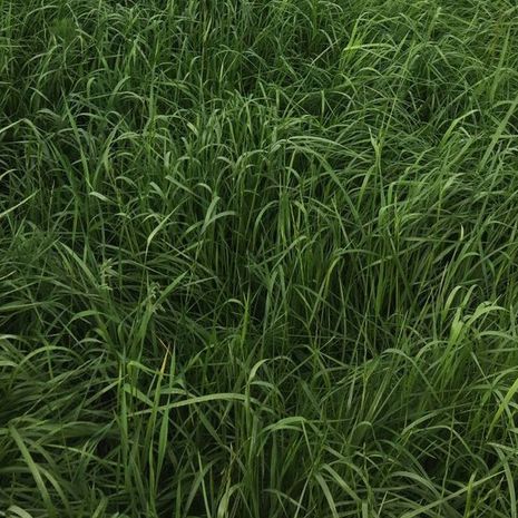 VITALSEED LEGELŐ 2. fűkeverék vetőmag /GRAZEMAX 3/