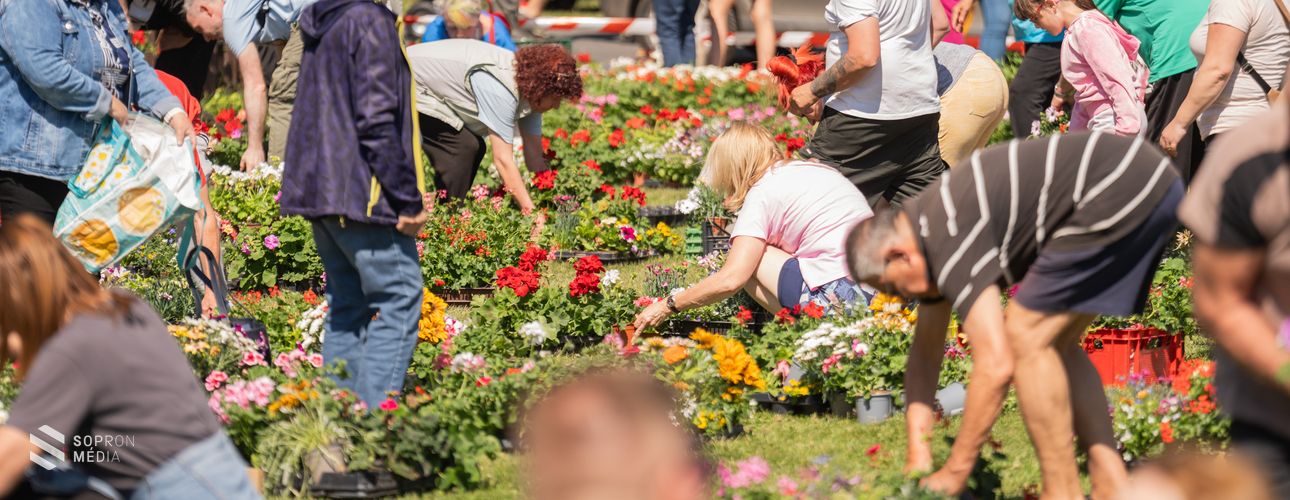 Virágba borul Tómalom - 11000 palánta került a helyiekhez