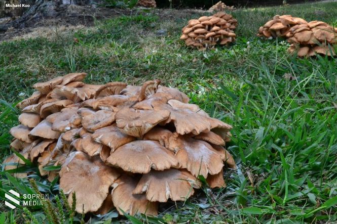 Armillaria tabescens