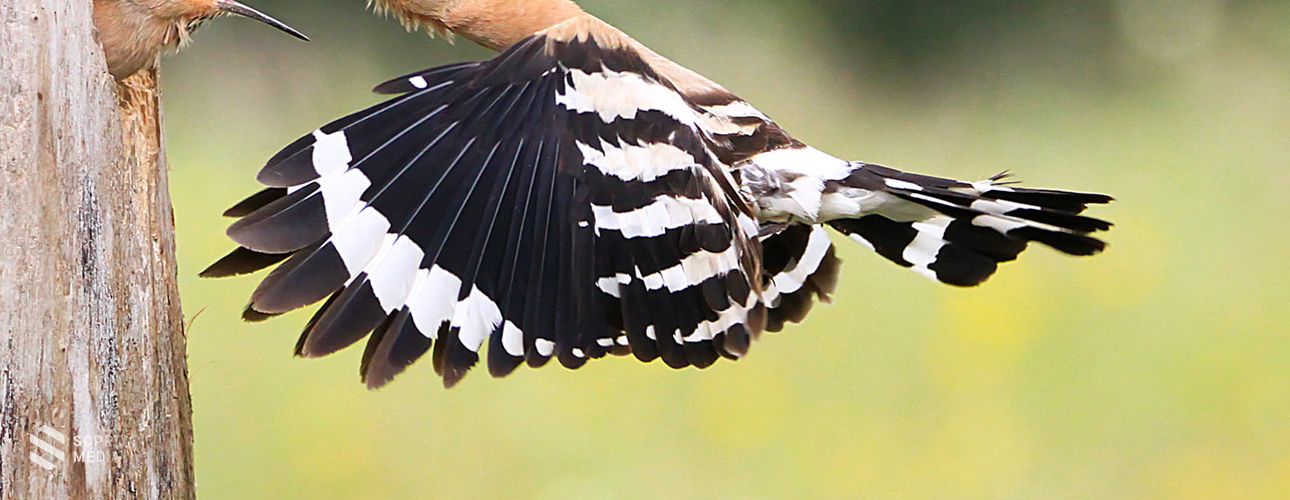 Aranyérmes lett a soproni Kránitz Roland