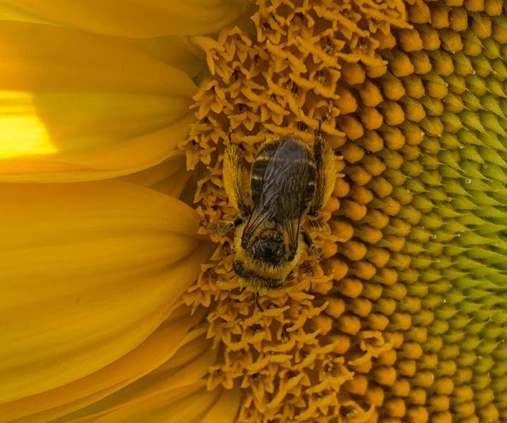 Beporzó méhek a kiskertben