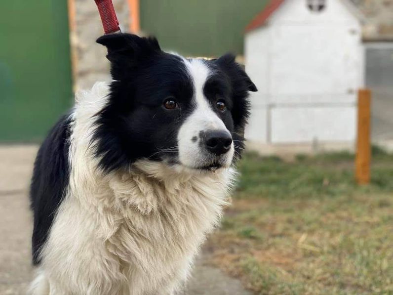 Készenlétben lesz a Nektek Ugatunk Állatvédő Egyesület állatvédő egyesület szilveszterkor