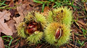 A szelíd- és a vadgesztenyének semmi közük egymáshoz