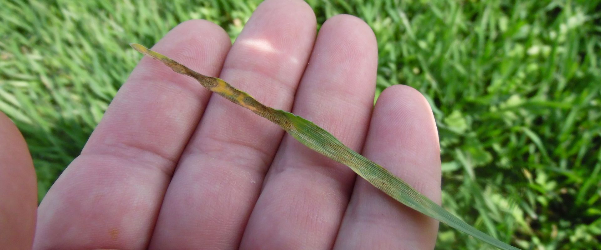 Agrofil-SZMI Kft.