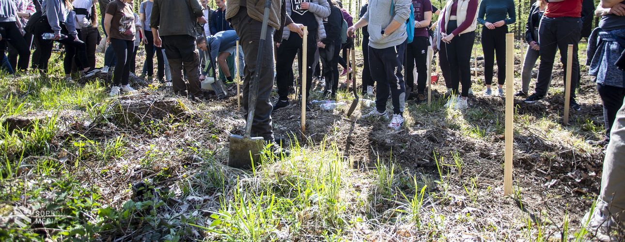 100 facsemetét ültettek el a Széchenyi tölgyfaligetben