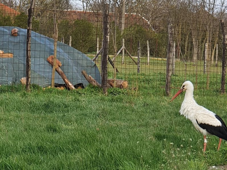 Érkeznek a gólyák Sopron térségébe is
