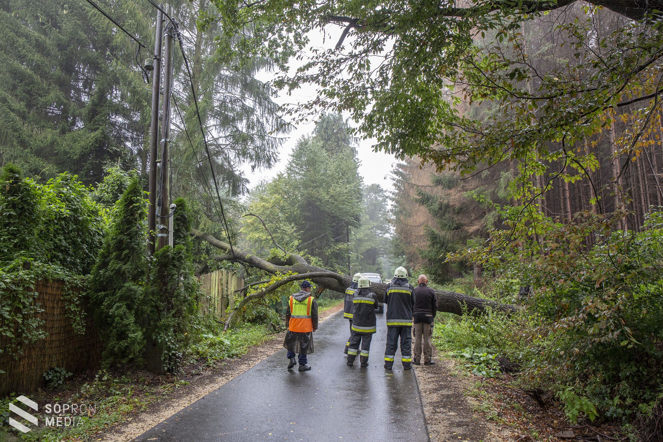 Fa dőlt az útra Görbehalmon