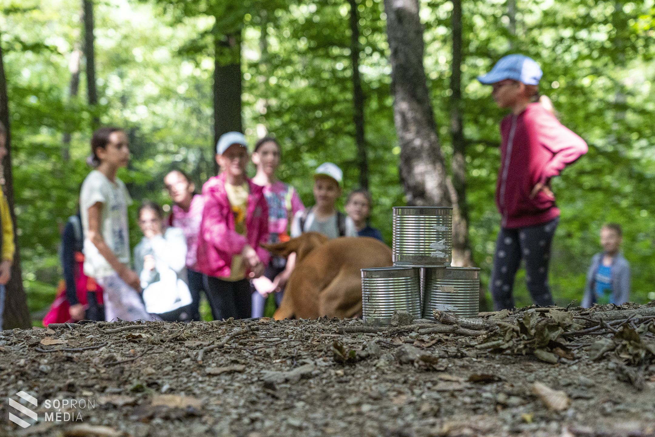 Népszerű az erdei iskola természetjáró tábora