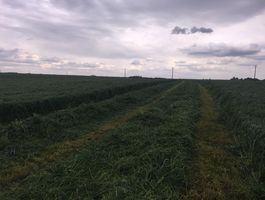 Becva festulolium - Dózsa Mg. Zrt.-Tass 2020. május 5.