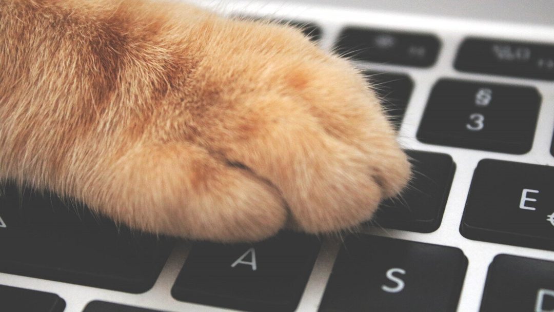 Vörös macska mancsa egy laptop billentyűzetén, az „A” billentyű közelében